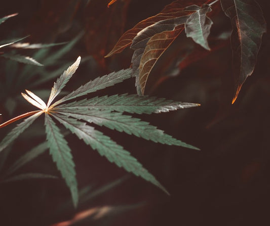 Are Hemp Wraps Tobacco Free?