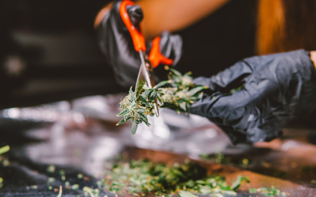 Medellin Weed Strain: Know Your Weed