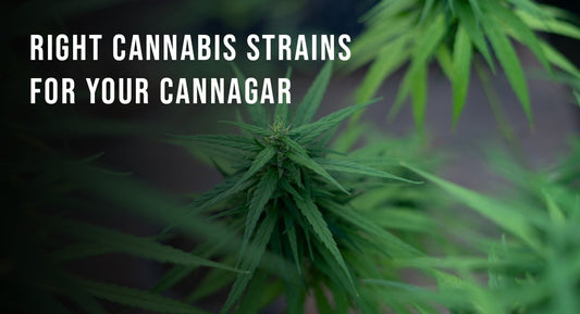 Choosing the Right Cannabis Strains for Your Cannagar