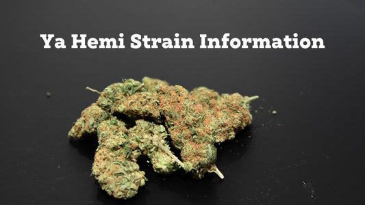 All You Need to Know About Ya Hemi Strain