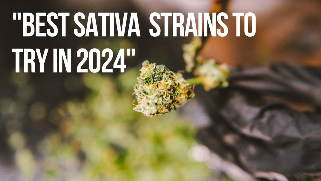 Best Sativa Strains to Try in 2024